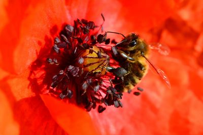 Biene in einer roten Blüte